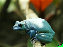 Frog