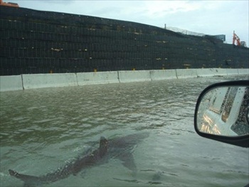 News Outlets Publish Fake Photo of Shark Swimming in Puerto Rico Hurricane Irene Floodwaters