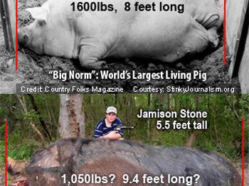 "The Monster Pig Photo's a Fake:"  Reader's Comments