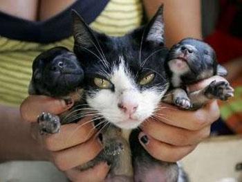 Journalistic Standards Go to the Dogs (and Cats)