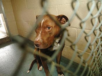 Pit Bull Molested And Attacked Toddler?