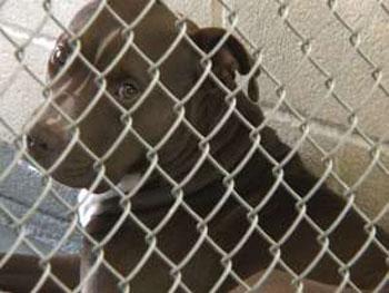 Pit Bull Rapist Safe For Now