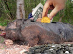 EXCLUSIVE: FOLLOW THE BACON :
