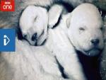 BBC Defends Itself After Criticism of Fake Footage in Polar Bear Program