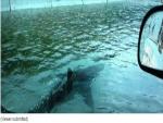 Fake Shark Photos Make Social Media Rounds Again, This Time Sharks Doctored into Florida Photos