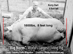 BIG PIG SMACK DOWN: BIG NORM'S OWNER WEIGHS IN.