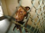 Pit Bull Molested And Attacked Toddler?