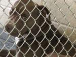 Pit Bull Rapist Safe For Now