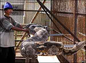 Python in its cage at Curugsewu recreational Park, Kendal, Indonesia