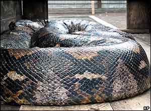 Python in its cage at Curugsewu recreational Park, Kendal, Indonesia