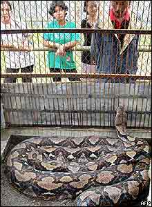 Python in its cage at Curugsewu recreational Park, Kendal, Indonesia