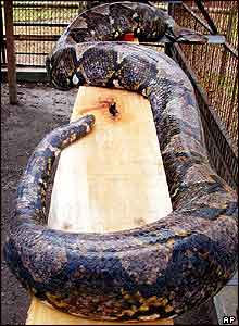Python in its cage at Curugsewu recreational Park, Kendal, Indonesia