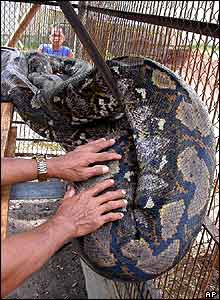 Python in its cage at Curugsewu recreational Park, Kendal, Indonesia